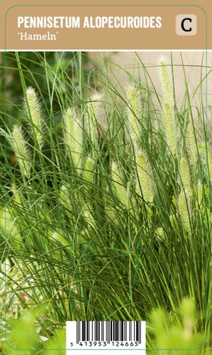 Vips Pennisetum alopecuroides Hameln - Lampenpoetsergras - afbeelding 1