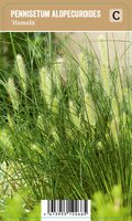 Vips Pennisetum alopecuroides Hameln - Lampenpoetsergras - afbeelding 1