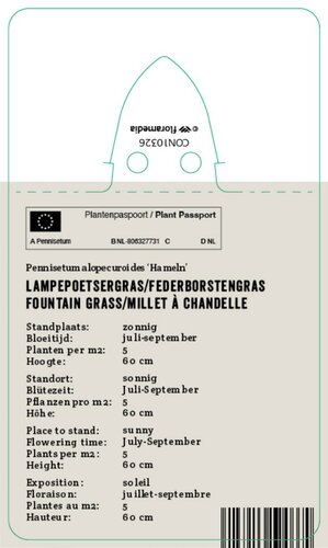 Vips Pennisetum alopecuroides Hameln - Lampenpoetsergras - afbeelding 2