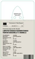 Vips Pennisetum alopecuroides Hameln - Lampenpoetsergras - afbeelding 2