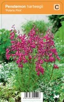 Vips Penstemon hartwegii Polaris Pink - Schildpadbloem - afbeelding 2