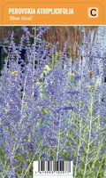 Vips Perovskia atriplicifolia Blue Steel - Reuzenlavendel - afbeelding 1