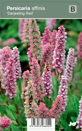 Vips Persicaria affinis Darjeeling Red - Duizendknoop - afbeelding 1