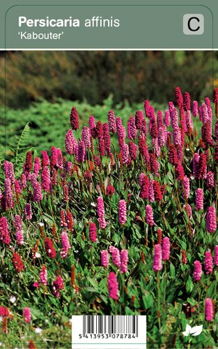 Vips Persicaria affinis Kabouter - Duizendknoop - afbeelding 1