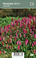 Vips Persicaria affinis Kabouter - Duizendknoop - afbeelding 1