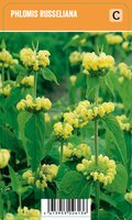 Vips Phlomis russeliana - brandkruid - afbeelding 1