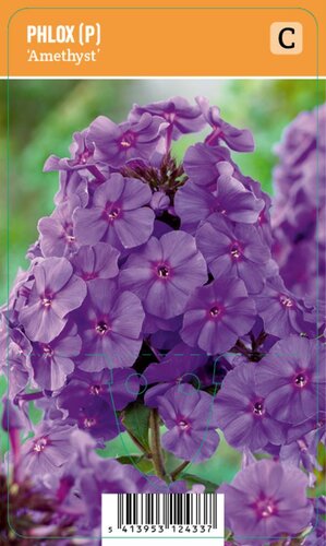 Vips Phlox (P) Amethyst - Vlambloem - afbeelding 1