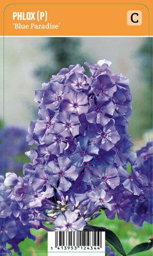 Vips Phlox (P) Blue Paradise - Vlambloem - afbeelding 1