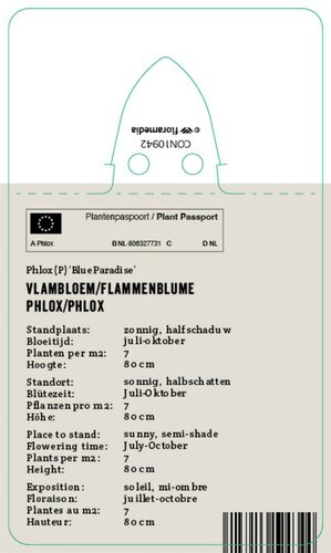 Vips Phlox (P) Blue Paradise - Vlambloem - afbeelding 2