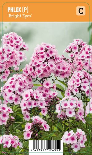 Vips Phlox (P) Bright Eyes - Vlambloem - afbeelding 1