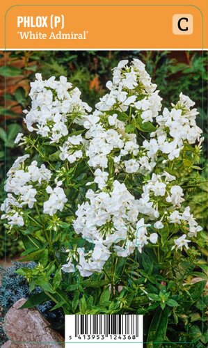 Vips Phlox (P) White Admiral - Vlambloem - afbeelding 1