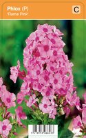 Vips Phlox paniculata Flame Pink - Vlambloem - afbeelding 4