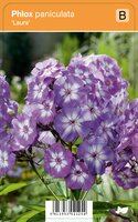 Vips Phlox paniculata Laura - Vlambloem - afbeelding 1