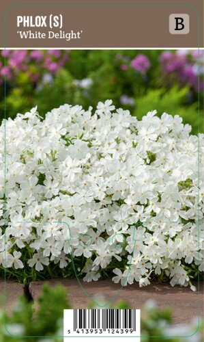 Vips Phlox (S) White Delight - Kruipphlox - afbeelding 1