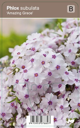 Vips Phlox subulata Amazing Grace - Kruipphlox - afbeelding 1