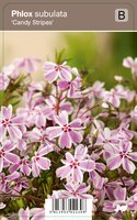 Vips Phlox subulata Candy Stripes - Kruipphlox - afbeelding 1