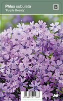 Vips Phlox subulata Purple Beauty - Kruipphlox - afbeelding 1