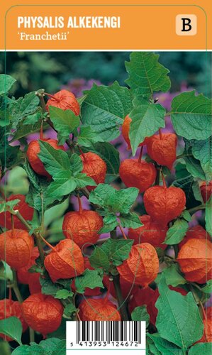 Vips Physalis alkekengi Franchetii - lampionplant - afbeelding 1