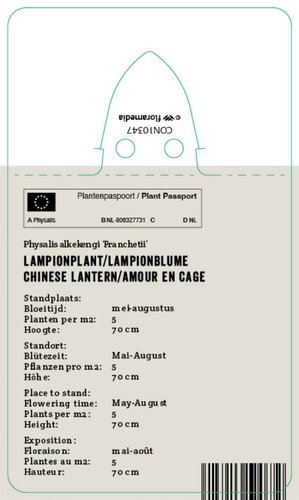 Vips Physalis alkekengi Franchetii - lampionplant - afbeelding 2