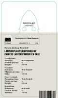 Vips Physalis alkekengi Franchetii - lampionplant - afbeelding 2