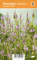 Vips Physostegia virginiana Bouquet Rose - Scharnierplant - afbeelding 1