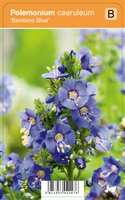 Vips Polemonium caeruleum Bambino Blue - Jacobsladder - afbeelding 1