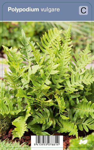 Vips Polypodium vulgare - Eikvaren - afbeelding 1
