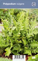 Vips Polypodium vulgare - Eikvaren - afbeelding 1