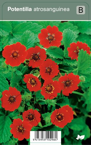 Vips Potentilla atrosanguinea - Voorjaarsganzerik - afbeelding 1