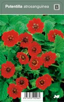 Vips Potentilla atrosanguinea - Voorjaarsganzerik - afbeelding 1