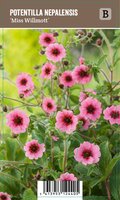 Vips Potentilla nepalensis Miss Willmott - Ganzerik - afbeelding 1