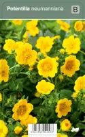 Vips Potentilla neumanniana - voorjaarsganzerik