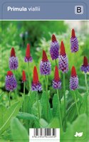 Vips Primula viallii - Orchideeprimula - afbeelding 1