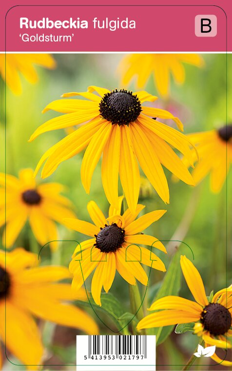 Zonnehoed (rudbeckia fulgida Goldsturm) najaarsbloeier 12 stuks