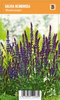 Vips Salvia nemorosa Blaukonigin - Salie - afbeelding 1