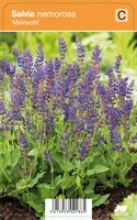 Vips Salvia nemorosa Mainacht - Prachtsalie - afbeelding 1