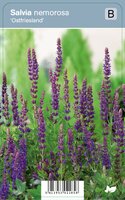 Vips Salvia nemorosa Ostfriesland - Prachtsalie - afbeelding 1