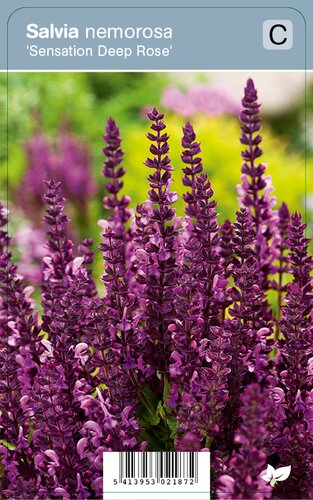 Vips Salvia nemorosa Sensation Deep Rose - Prachtsalie - afbeelding 1