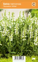 Vips Salvia nemorosa Sensation White - Prachtsalie - afbeelding 1