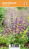 Vips Salvia verticillata Purple Rain - Kranssalie - afbeelding 1