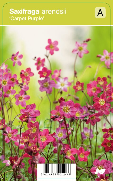 Mossteenbreek (saxifraga arendsii Carpet Purple) voorjaarsbloeier 12 stuks