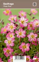 Vips Saxifraga Pixie Pink - Steenbreek - afbeelding 1