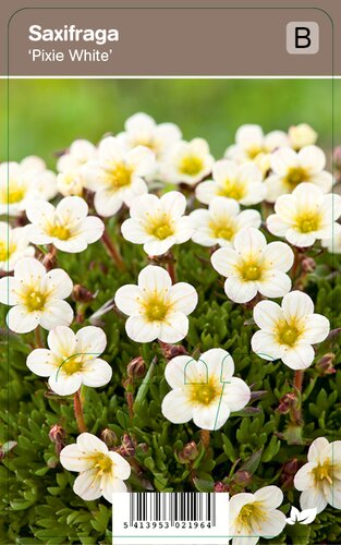 Vips Saxifraga Pixie White - Steenbreek - afbeelding 1