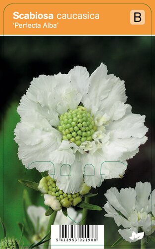 Vips Scabiosa caucasica Perfecta Alba - Duifkruid - afbeelding 1