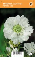 Vips Scabiosa caucasica Perfecta Alba - Duifkruid - afbeelding 1