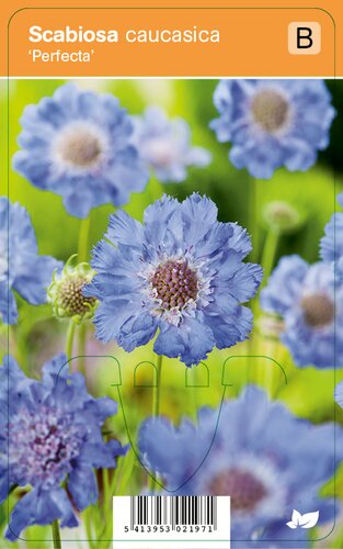 Vips Scabiosa caucasica Perfecta - Duifkruid - afbeelding 1