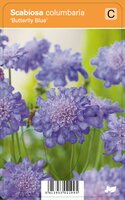 Vips Scabiosa columbaria Butterfly Blue - Duifkruid - afbeelding 1