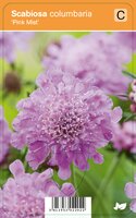 Vips Scabiosa columbaria Pink Mist - Duifkruid - afbeelding 1