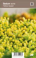 Vips Sedum acre Yellow Queen - Muurpeper - afbeelding 1