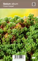 Vips Sedum album Coral Carpet - Muurpeper - afbeelding 1